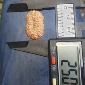 受注発注【ルドラクシャ２0面】コレクタービーズ(２６ーZ)