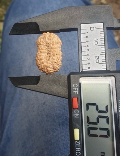 受注発注【ルドラクシャ２0面】コレクタービーズ(２６ーZ)