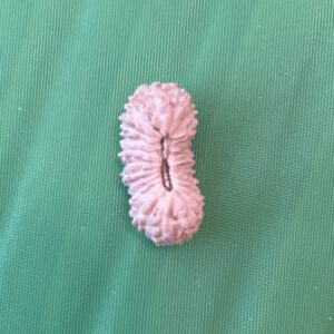 【ルドラクシャ２６面】コレクタービーズ小粒(２６ーE)