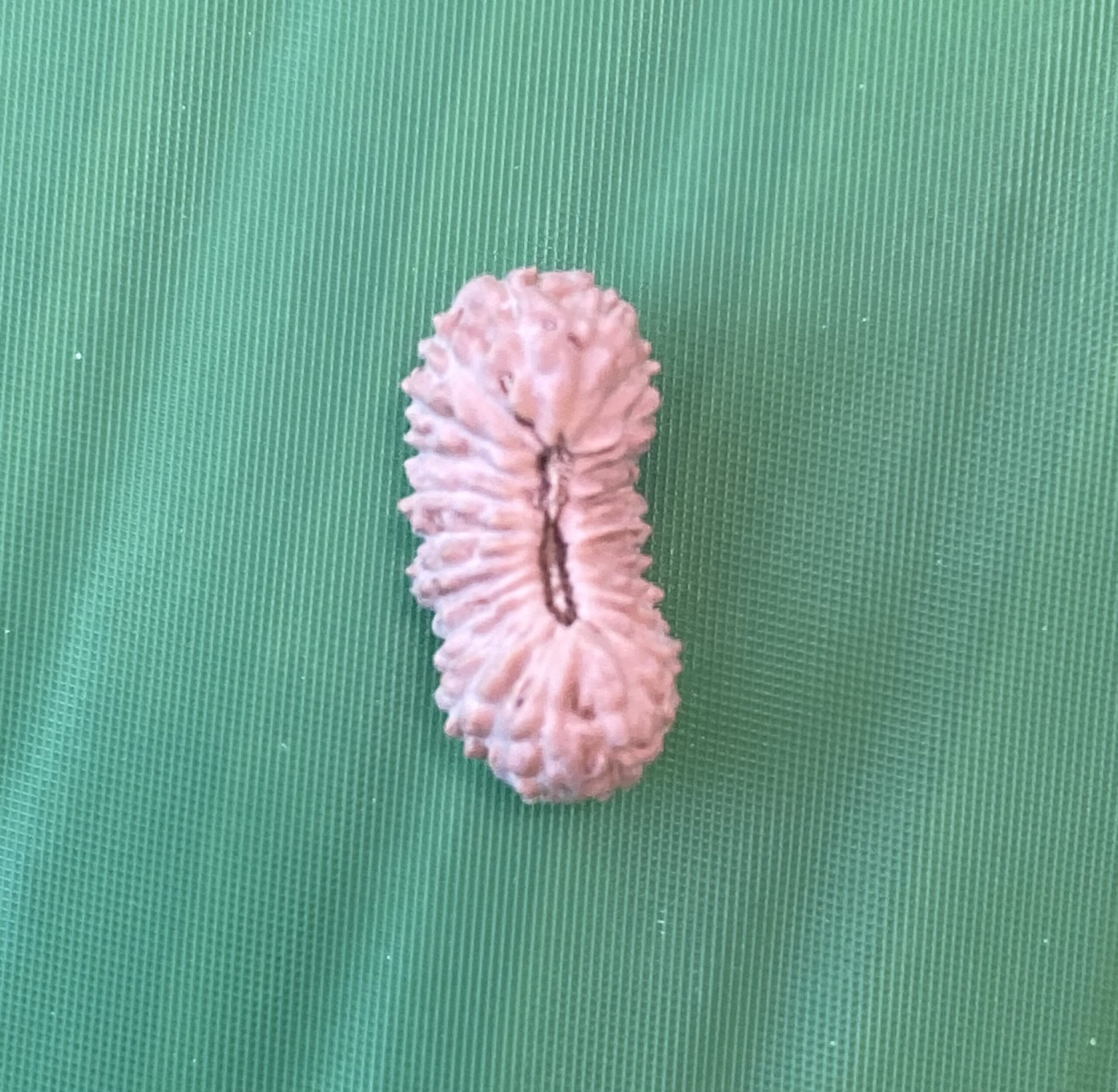 【ルドラクシャ２６面】コレクタービーズ小粒(２６ーE)