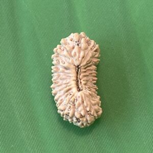 【ルドラクシャ２４面】コレクタービーズ小粒(２６ーF)