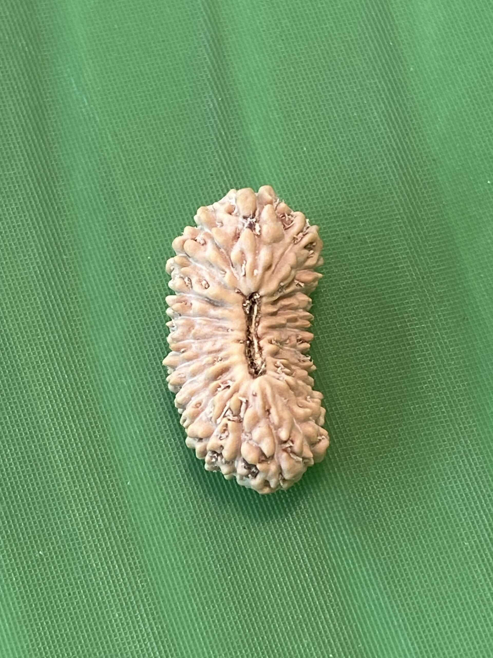 【ルドラクシャ２４面】コレクタービーズ小粒(２６ーF)