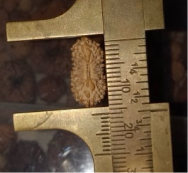 受注発注【ルドラクシャ２４面】コレクタービーズ小粒(２６ー０)