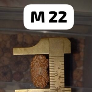 受注発注【ルドラクシャ２２面】コレクタービーズ(２６ーN)