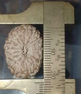 受注発注【ルドラクシャ１７面】コレクタービーズ(２６ーM)