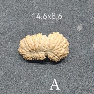 受注発注【２１面クベーラ】コレクタービーズ(２６ーP)