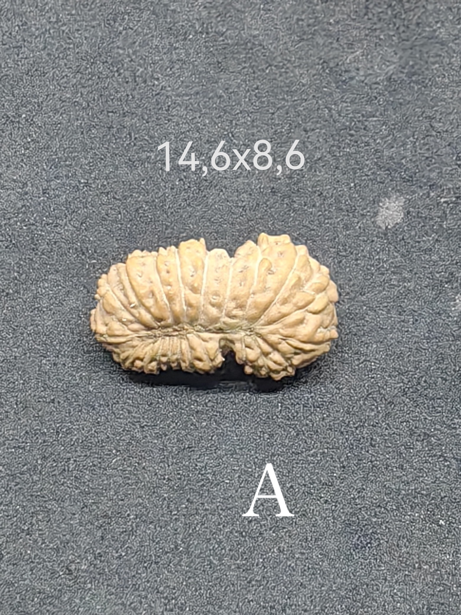 受注発注【２１面クベーラ】コレクタービーズ(２６ーP)
