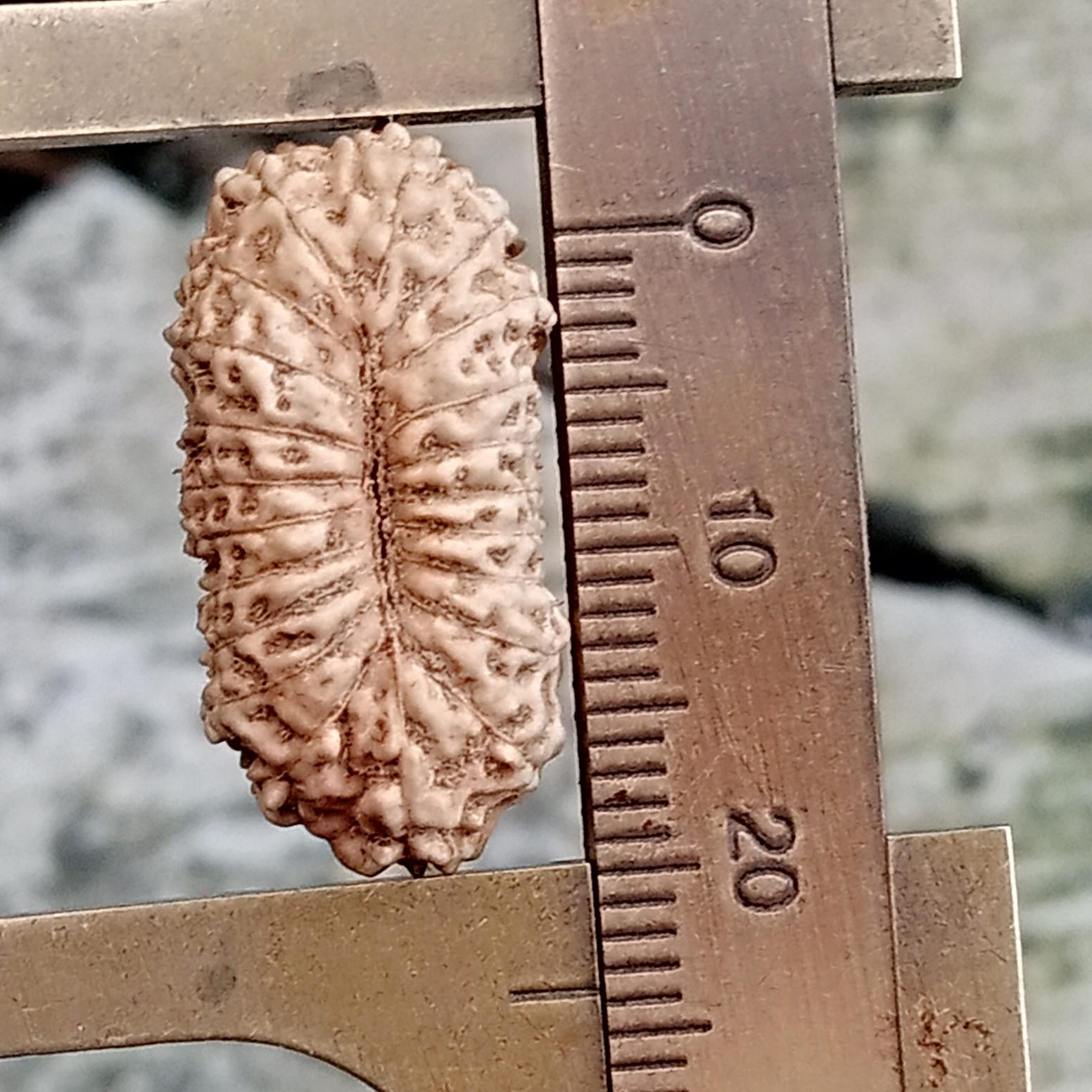 受注発注【２１面クベーラ】コレクタービーズ(２６ーQ)