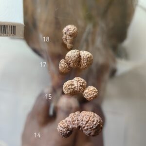 受注発注【Trijuti】コレクタービーズ(２６ーZ)