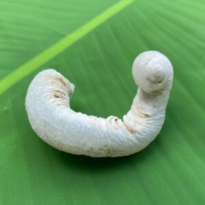 【入魂儀式済・無研磨ケオン】観賞用(２６ーM)