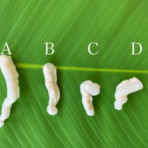 【入魂儀式済・無研磨ケオン】観賞用(２６ーN)