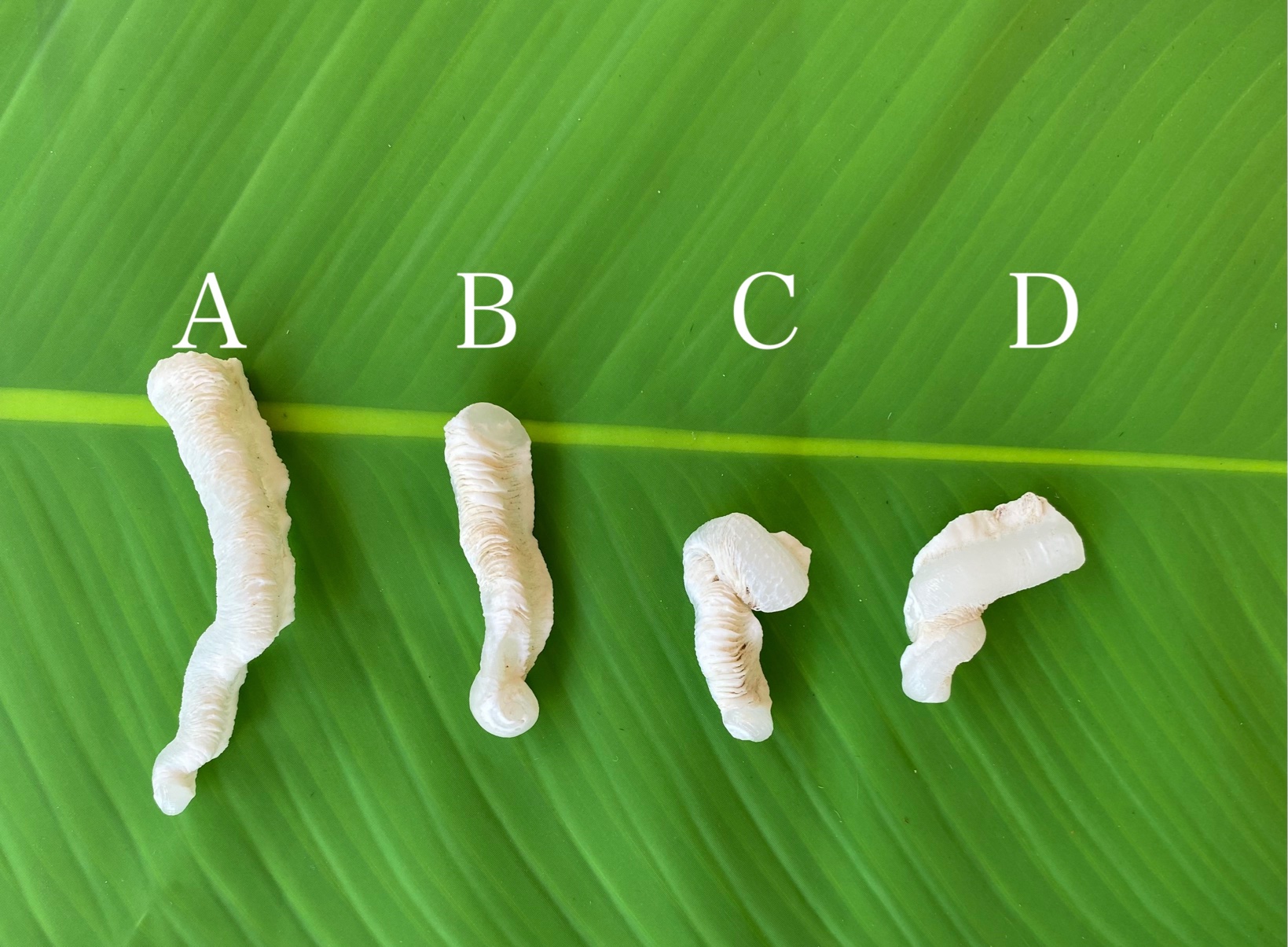 【入魂儀式済・無研磨ケオン】観賞用(２６ーN)