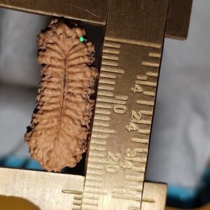 受注発注【ルドラクシャ３１面】コレクタービーズ(２６ーAA)