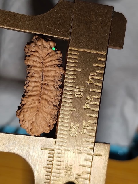 受注発注【ルドラクシャ３１面】コレクタービーズ(２６ーAA)