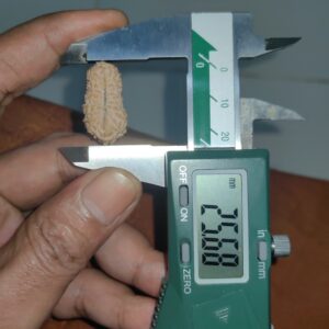 受注発注【ルドラクシャ２３面】コレクタービーズ(２６ーBB)