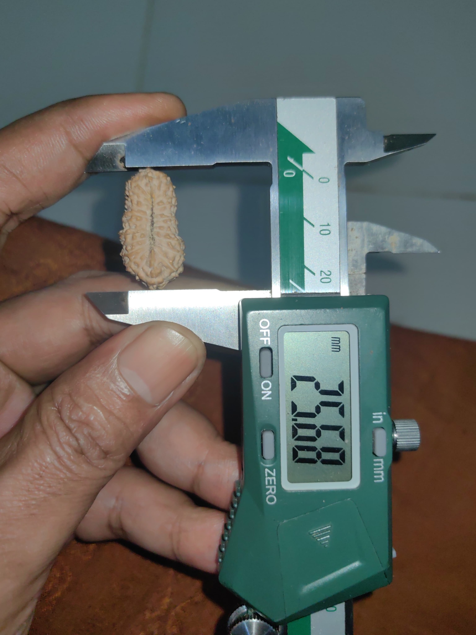 受注発注【ルドラクシャ２３面】コレクタービーズ(２６ーBB)