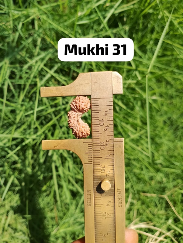 受注発注【ルドラクシャ３１面】コレクタービーズ(２６ーAC)