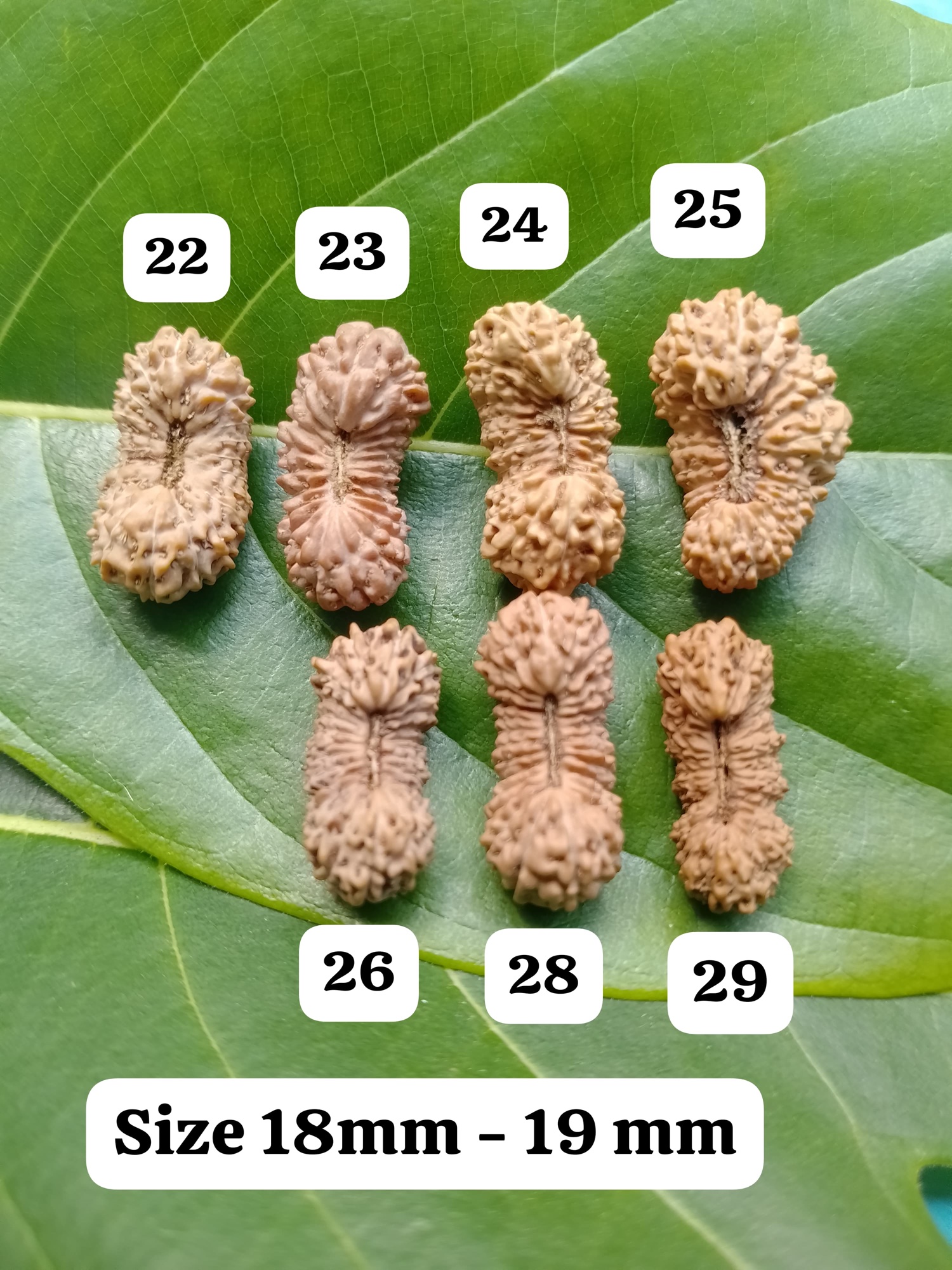 受注発注【22,23,24,25,26,28,29面】コレクタービーズ