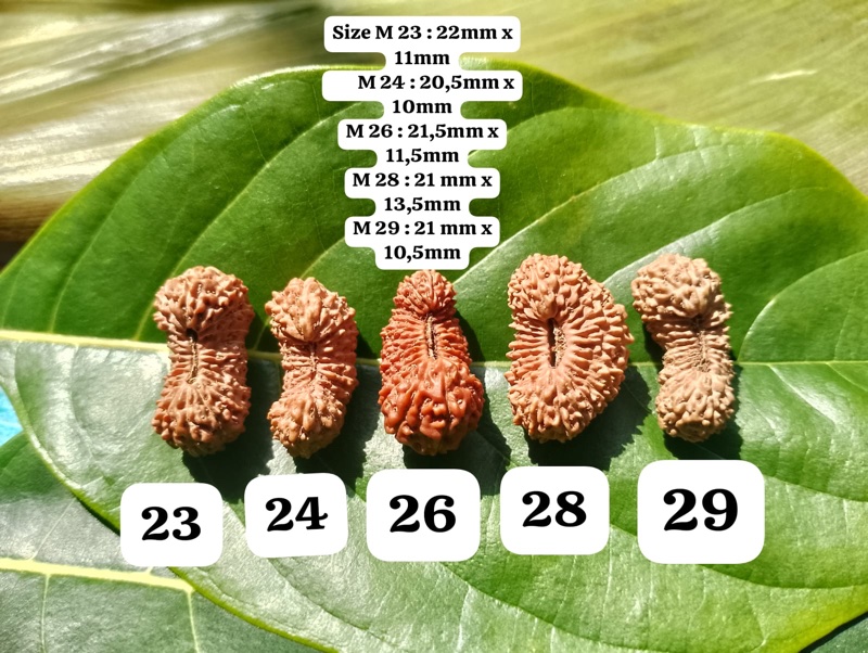 受注発注【２３、２４、２６、２８、２９面】コレクタービーズ